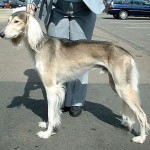 a Saluki dog - like the one I met