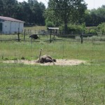 a young ostrich - loves the sand like I do